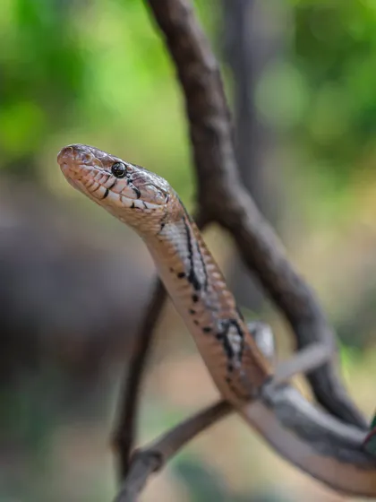 A Montane Trinket snake, one of my favourite portraits from 2024. These snakes are a joy to photograph, with their calm demeanor and striking markings.