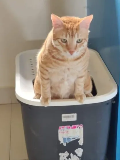 Even the litter box area is part of their space. This handsome ginger cat is taking a moment in his top-entry litter box, which helps keep the area clean.