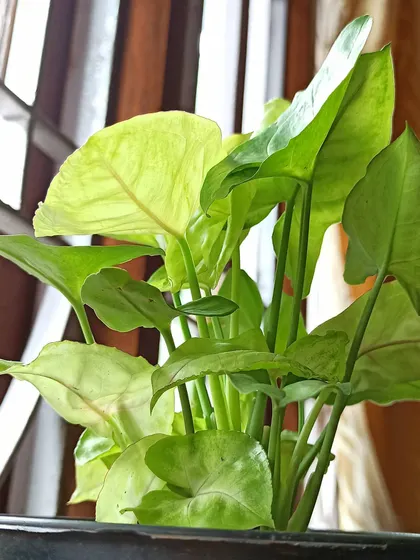 My pretty pink Syngonium plant enjoying the light from the window. The leaves have a beautiful mix of green and pink.