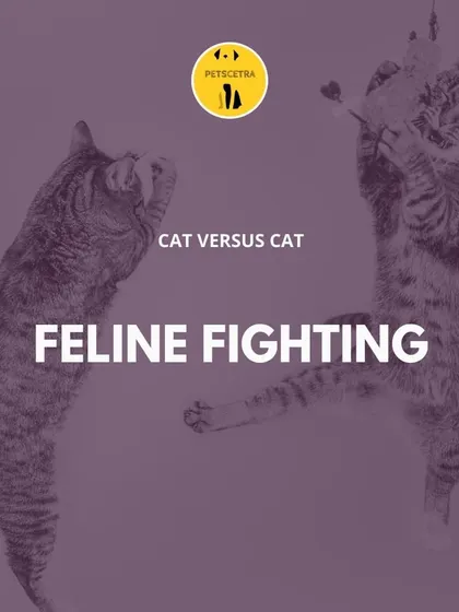 Living in a multi-cat household shouldn't feel like a constant battle. I specialize in resolving feline conflicts, helping your cats go from rivals to roommates by addressing territorial issues and communication breakdowns.