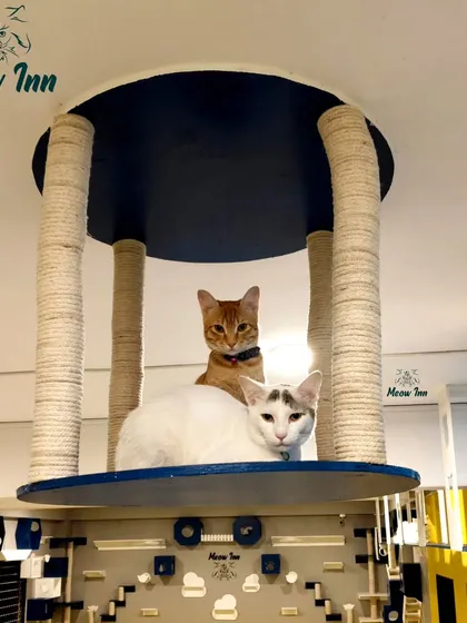 King of the castle. Two guests enjoy the highest perch in the room, a testament to the vertical space we provide for cats to feel secure and survey their surroundings.