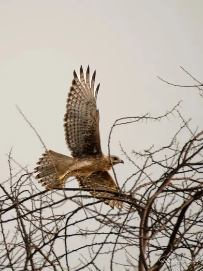 A White-eyed Buzzard in flight against a plain sky, showing the beautiful barring on its wings and tail.