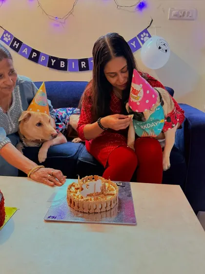 A multi-dog household celebration. Max the Pug gets a special treat while his sibling looks on. Our cakes are a great way to make every pet in the house feel special.