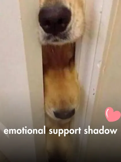 The Emotional Support Shadow, a non-negotiable role that involves following you everywhere, especially to the bathroom.