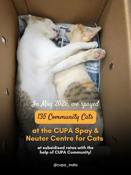 In May 2025, we spayed 135 community cats at subsidized rates. These two are cuddling in a box post-recovery, warm and safe before heading back to their territory.