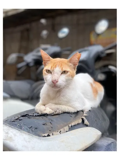 A regal-looking white and ginger cat rests on a worn-out scooter seat in Khar Danda, Mumbai. They truly own the streets.