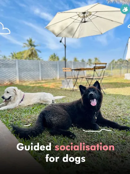 Two dogs relaxing in the sun at our summer camp. These events are as much about socialization and relaxation as they are about high-energy activities.