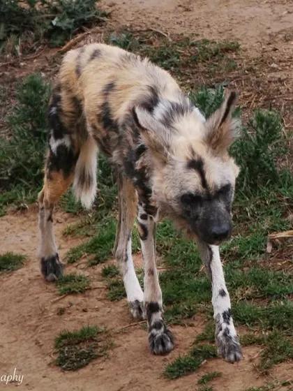 An endangered African Wild Dog, photographed in Africa. Their unique, painted coat patterns and large ears make them one of the most visually stunning predators. This photo supports conservation awareness for this incredible species.