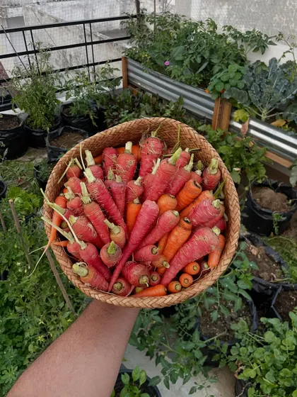 A full basket of red carrots from my terrace. The deep color and sweet taste are so much better than what you find in the market. This is the benefit of growing your own organic food.