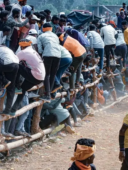 Spectators climb a wooden fence for a better view of the 'Hattihabba' festival. This photo captures not just the main event but also the excitement and engagement of the onlookers.