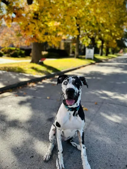 A duplicate image of our Great Dane graduate enjoying the fall colors.