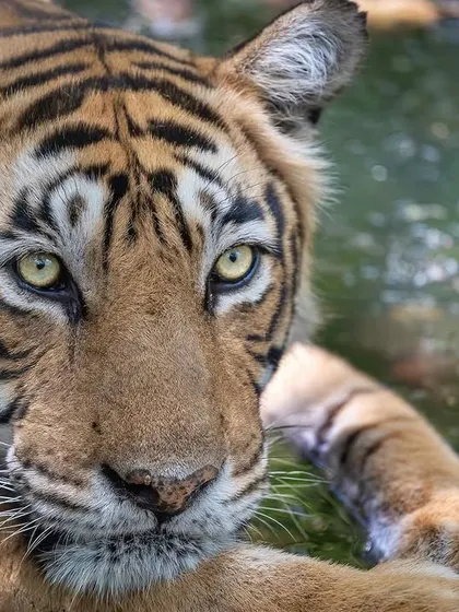 T19, also known as Krishna, cooling off. The detail in the eyes and the water droplets showcases the quality of images we can achieve with the right gear and technique.