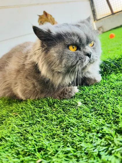 With its striking yellow eyes, this grey Persian is one of our most handsome guests. We perform daily body checks to ensure every cat is healthy and happy.