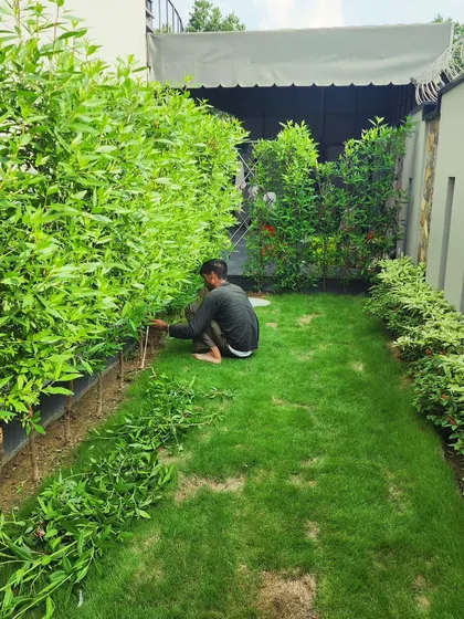 Our maintenance service in action. A team member carefully trims hedges to maintain their shape and promote healthy growth during the rainy season.