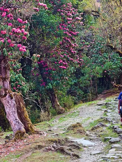 Trekking through a fairytale. In spring, the trails of Singalila National Park are lined with over 18 different types of blooming rhododendrons, making the Sandakphu trek exceptionally colorful.