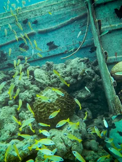 Sunken ships quickly transform into thriving artificial reefs. This wreck at Gaafaru is now home to a bustling community of yellow snapper, demonstrating how nature reclaims these structures. Exploring these sites offers a dual lesson in history and marine biology.