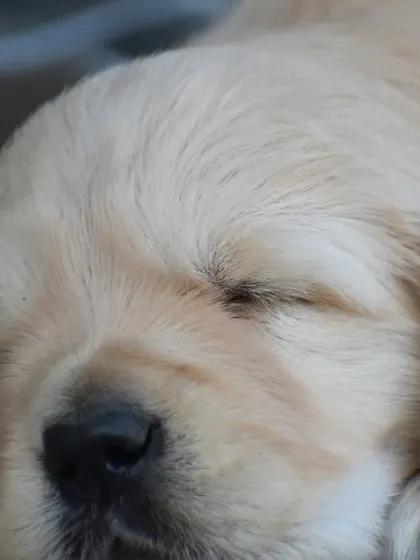 An extreme close-up showing the fine, healthy fur of one of our Golden Retriever puppies.