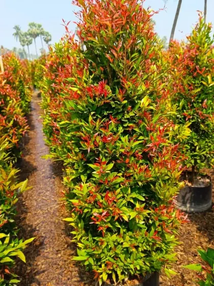 A row of Syzygium 'Photinia' shrubs, showcasing their vibrant red new growth. These are excellent for creating colorful hedges and privacy screens.