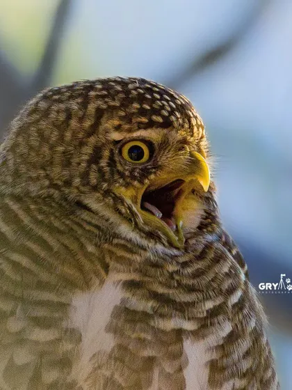 A Collared Owlet lets out a call. This image captures a moment of communication, showcasing the bird's behavior and personality.