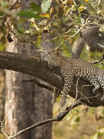 A leopard finds a comfortable spot to rest on a tree branch. Leopards are arboreal and we often scan the trees for a chance at a unique shot like this.