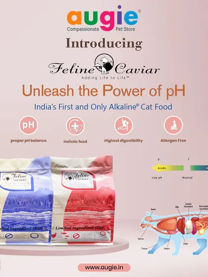 I'm so excited to introduce Feline Caviar, India's first and only alkaline cat food. It's a holistic, allergen-free food with the highest digestibility, designed to maintain your cat's proper pH balance.