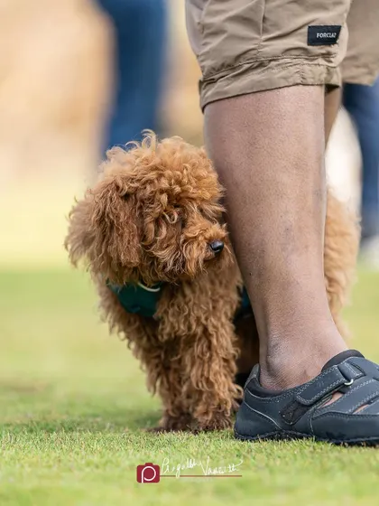 A shy Poodle hiding behind his human's leg. Even timid moments can make for endearing photos that tell a story about a pet's personality.