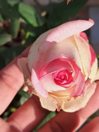 Holding a delicate English rose in my hand.