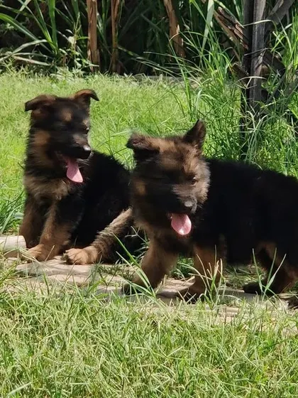Meet my German Shepherd puppies from an imported champion bloodline. You can see their confidence and strong posture even at this young age. I raise them to be intelligent and loyal companions.