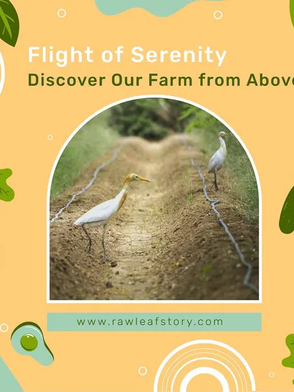 We invite you to discover the serenity of our farm. These cattle egrets, often seen walking alongside our farmers, are a natural part of the landscape and a testament to our sustainable farming practices.