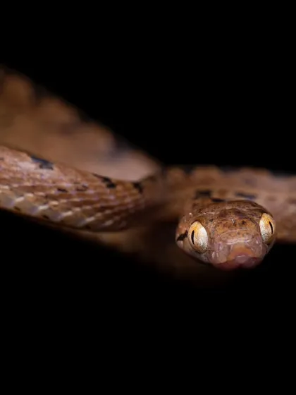 A direct look from a Common Cat Snake. My goal is to help people see the calm, gentle side of snakes and replace fear with curiosity and respect.
