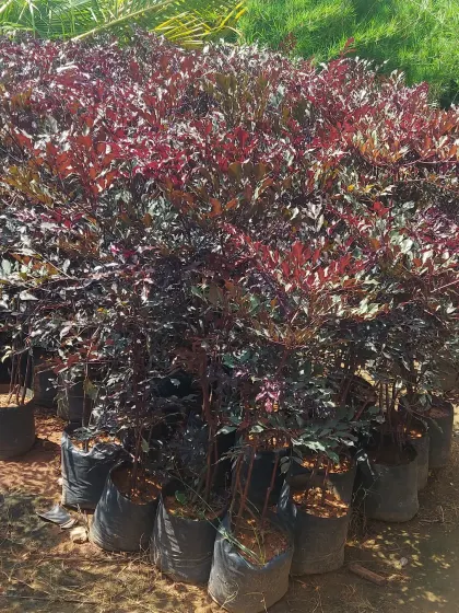 A group of shrubs with dark, almost black foliage, providing a dramatic contrast in the garden.
