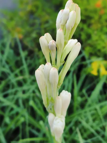 The fragrant Rajnigandha, or Tuberose. Its scent is incredible, especially in the evening.