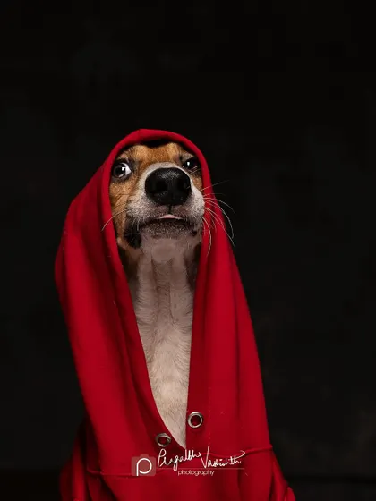 A hilarious "blep" from our model. These quirky, unexpected moments are often the best ones.
