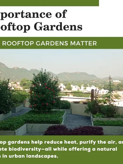 Rooftop gardens are vital for urban areas. They help reduce heat, purify the air, and promote biodiversity, all while offering a beautiful natural haven.