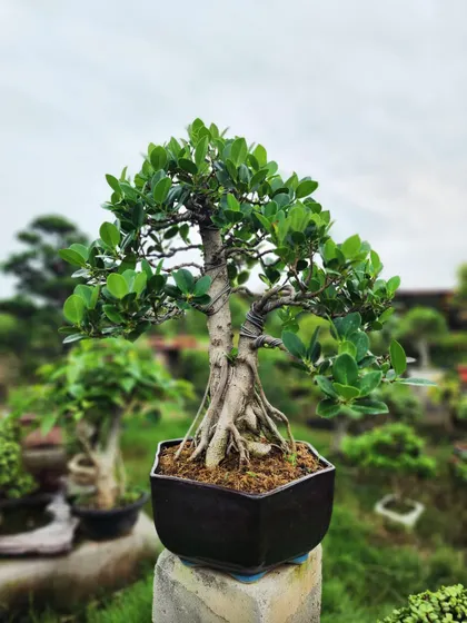 A close-up of one of our hand-crafted Ficus bonsai trees. Notice the intricate root structure and healthy, vibrant leaves, a testament to the care we put into growing each plant. These are perfect for adding a touch of zen and sophistication to any space.