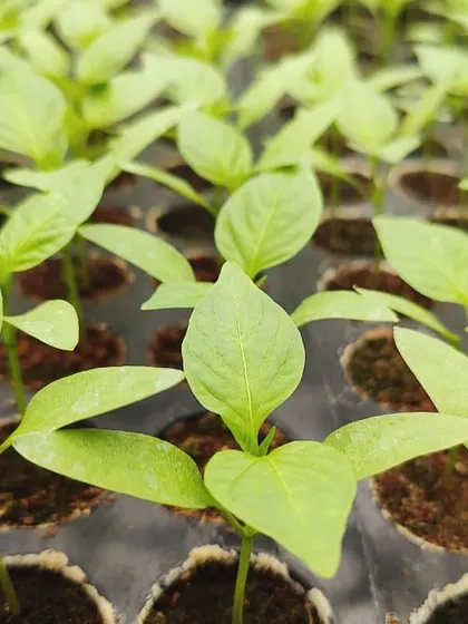 A close up of an emerging seedling, symbolizing the new life and promise that begins every day at our nursery.