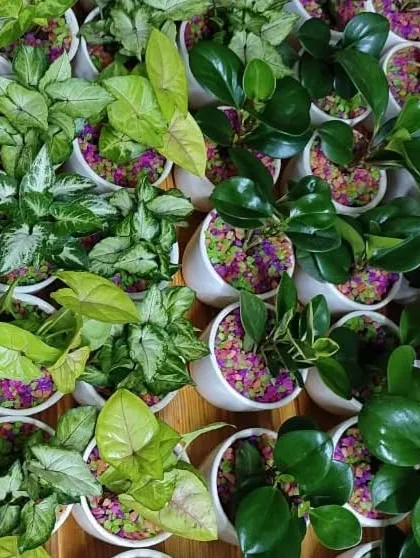 An overhead view of a large order of wedding return gifts. We prepared a mix of Syngonium and Peperomia plants to give guests a beautiful variety.
