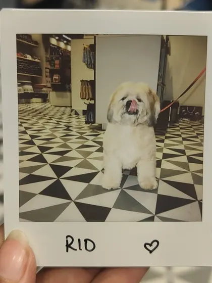 Rio the Shih Tzu strikes a pose. Capturing these sweet, candid moments is what makes our community events so special for us and our clients.