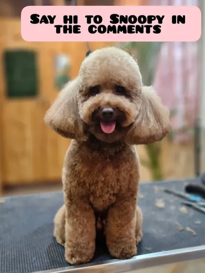 This is Snoopy the Poodle before his haircut. Even with his wiggles, we managed to give him a fantastic new look.