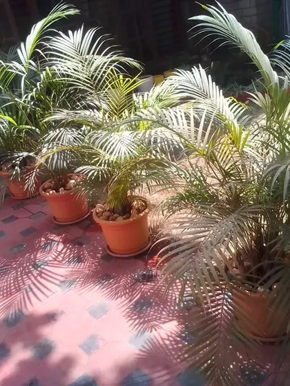 Potted Areca palms ready for a client's home or office. As part of my services, I provide and help maintain healthy indoor plants to liven up any space.