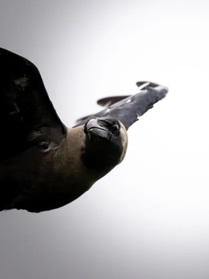 A dramatic, low-angle shot of a House Crow in flight. This creative perspective turns a common bird into a powerful and imposing subject.