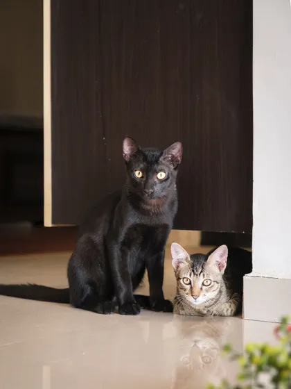 Two cats, one peeking from behind a door. At-home sessions are great for capturing the dynamics and interactions between multiple pets.