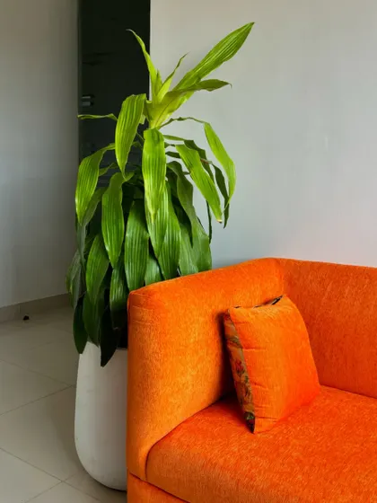 The vibrant orange of the sofa is beautifully complemented by the deep green of the Dracaena plant beside it. We love using plants to create bold color contrasts that bring energy and life to a room.
