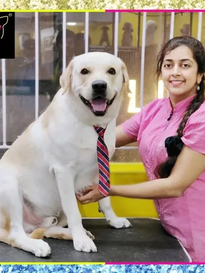 Charlie the Labrador is all smiles. A simple bath, brush, and stylish tie can make any dog feel like a million bucks.