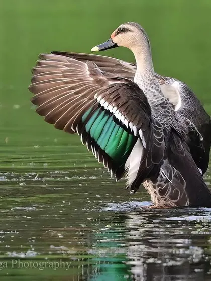 A Spot-billed Duck preening in the water, flashing the brilliant iridescent green speculum on its wing. The way the color shifts with the light is a magical detail, a small piece of art painted onto a living creature.