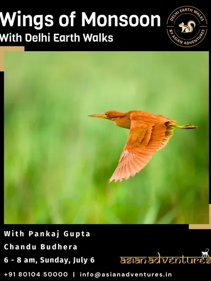 The Cinnamon Bittern in flight, a secretive and beautifully colored heron. Our wetland walks provide opportunities to spot these shy birds as they move through the reeds.
