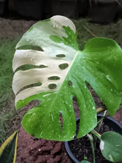 A perfect leaf on a variegated Monstera, glistening after the rain. We find that the monsoon season brings out the best in many of our tropical plants.