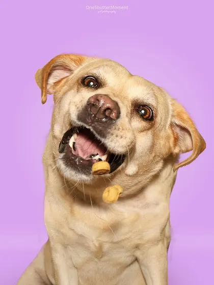 The head tilt, the focus, the pure joy of knowing a treat is coming your way. These treat-catching sessions are a blast for me and the dogs!