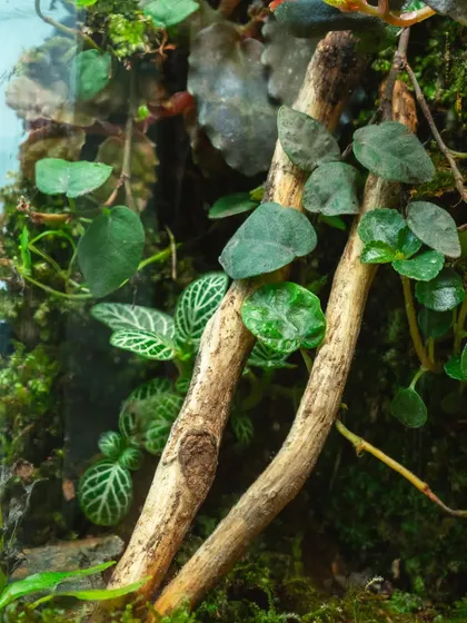 A close-up on the details inside the cylinder, with a nerve plant (fittonia) and delicate vines climbing a piece of wood.