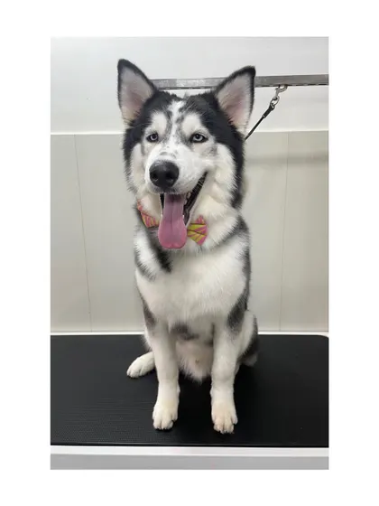Lucifer the Siberian Husky looking handsome and happy. His double coat has been thoroughly de-shedded, leaving it healthy and manageable.